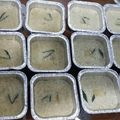 Cooksnap dari riana Pratiwi untuk resep Srikaya Gula Merah