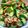 Cooksnap dari Cindy Nixon untuk resep Tumis okra teri