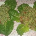 صورة من وصفات رمضانية ، شاركها بعد تجربة وصفة التبوله 😋😋
