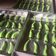 Cooksnap dari firdani antika untuk resep Cookies Ulat Daun