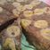Cooksnap dari Indrianita Wenty untuk resep Kue Pisang Kukus Tanpa Mixer