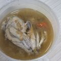 Cooksnap dari ima amry untuk resep Garang asem ayam tanpa santan