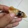 Cooksnap dari Debby Fitria h untuk resep Donat Ketan Korea