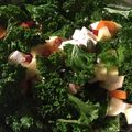 Shu's cooksnap of when they made Roots and kale salad.