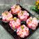 Cooksnap dari Sari's Kitchen untuk resep Kue Cantik Manis