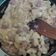 Cooksnap dari Elinda Joen untuk resep Makaroni schotel kukus