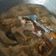 Cooksnap dari tarysa untuk resep Garang Asem Ayam
