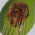Cooksnap dari Nia Deny untuk resep Sate Ayam Madura Teflon Bakaran (Bumbu Kacang)
