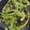 Yuki Kayashima's cooksnap of when they made Roast cauliflower leaves.