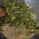 Cooksnap dari yarmmani untuk resep Tumis Daun Ginseng Wijen Ala Korea