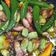 Cooksnap dari Reni untuk resep Sambal cumi asin simple