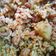 El cooksnap de eduardo cuando hizo Guiso rápido de latas con arroz, papa y salchichas.