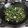 amyknyc's cooksnap of when they made Chia Seed Crusted Ahi Tuna.