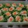 Cooksnap dari Dwi Handayani untuk resep Siomay Ayam Kukus