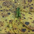 Neelam Agrawal's cooksnap of when they made Methi Thepla.