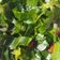 Cooksnap dari Peggy Valentina untuk resep Tumis daun kunyit
