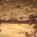 El cooksnap de Laura Adra cuando hizo Brownies fáciles y rápidos 🤤🤤🤤🥰🥰🥰🥰.