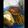 Aquaice79's cooksnap of when they made Italian Breaded Pork Chops.