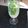 Cooksnap de Luciano quando cozinhou Mojito.