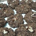 El cooksnap de Victoria Tanquía cuando hizo Galletas de avena y chocolate 🍪.