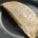 Cooksnap dari Antonius Lie untuk resep 🇲🇽 Beef & Cheese Quesadilla