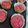 Cooksnap dari Uswatun Niswah untuk resep Muffin buah naga merah