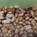 Cooksnap dari Rina Ramadani untuk resep Resep Kacang Tojin / Kacang Bawang Khas Minang Tanpa Santan
