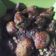 Cooksnap dari mirna ny.zulfan untuk resep Ayam semur bali