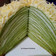 Cooksnap dari Diana Nurjanah untuk resep Matcha Mille Crepe