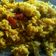 Riv Raj's cooksnap of when they made આલુ મટર પુલાવ (Aloo Mutter Pulao Recipe In Gujarati).