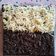 Cooksnap dari Bunda Wira untuk resep Bolu Kukus Ubi Ungu (versi ekonomis)