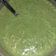 El cooksnap de leslie cuando hizo Salsa de ajo/cilantro.