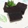 Cooksnap dari Dian Kurniasih untuk resep Brownies Kukus Ny.Liem