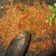 Cooksnap dari Kristin Wahyuni untuk resep Sambal Tomat