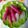 Cooksnap dari Imas Halwati untuk resep Es Mambo Buah Naga