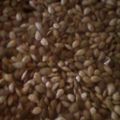 Winnie Kulumba's cooksnap of when they made Pumpkin and pumpkin seeds.
