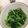 Selena Chung 的 蒜炒空心菜 cooksnap