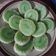 Cooksnap dari Juls Ayoens untuk resep Mochi gulung