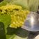 Cooksnap dari Emilustina untuk resep Tape ketan daun katu