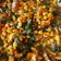 Cooksnap dari Salmah Mascaty untuk resep Tumis Saos Tiram Wortel Buncis Jagung Mudah Sederhana dan Cepat