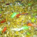 Cooksnap dari Mbiw Mm Poenya untuk resep Orek Tempe