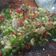 Cooksnap dari Yusuf Ardiansjah untuk resep Sambal matah asli bali