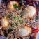 Cooksnap dari Rosiana Graha untuk resep Telur marinasi Korea