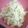 Cooksnap dari maya puspa untuk resep Mac and Cheese simple