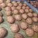 Cooksnap dari Rita Muliasari Bunda Sophie untuk resep Palm sugar cookies