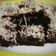 Cooksnap dari Khusnul Imamah untuk resep Brownies oreo 2 bahan