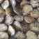 Cooksnap dari Whosy Whoreary untuk resep Roasted baby potato