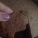 El cooksnap de Maria Belen Gonzaleez cuando hizo Torta de Chocolate con Harina de Arroz 🙌🏻❤️.