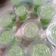 Cooksnap dari Nadhif Kei untuk resep Puding Lumut Pandan mamao
