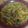 El cooksnap de anmulero cuando hizo Trigo con verduras.